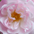 Różowy  - Róża sempervirens - Belvedere